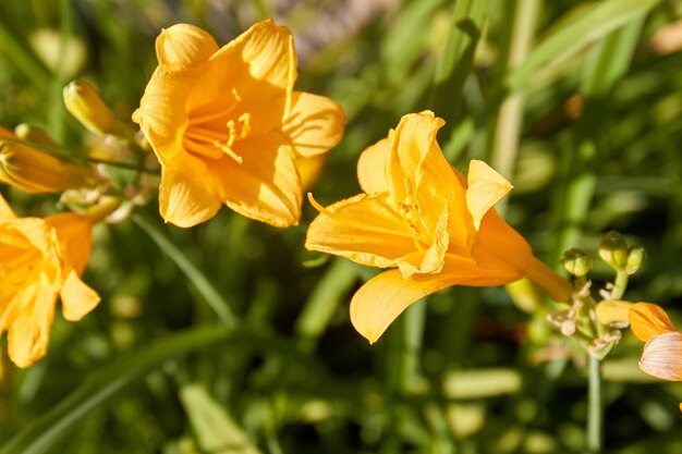 Amarilis flor amarilla bonita