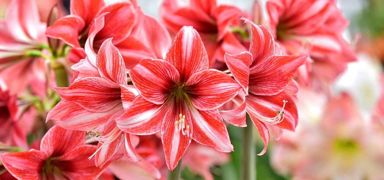 Amaryllis