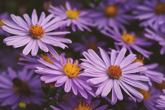 Aster