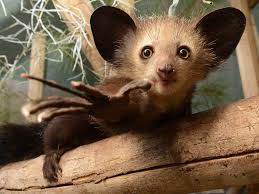 Aye-Aye (Daubentonia madagascariensis)