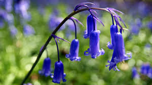 Bluebell