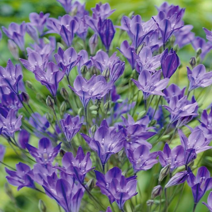 Brodiaea