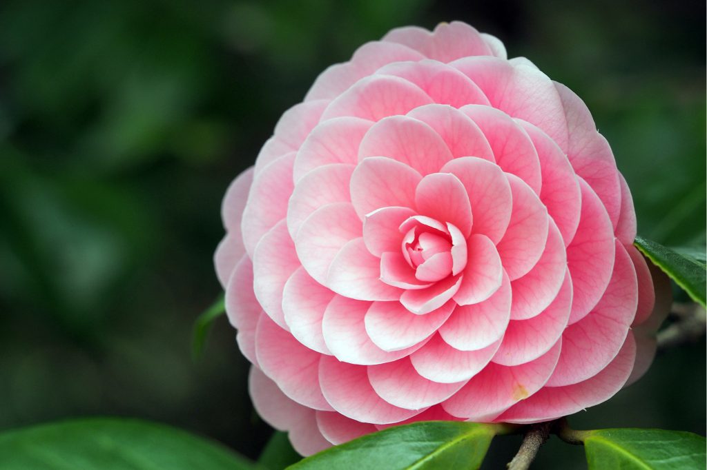 Camelia