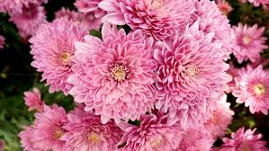 Chrysanthemum