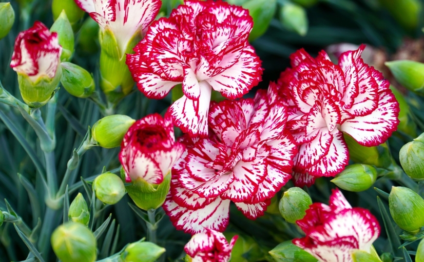 Dianthus