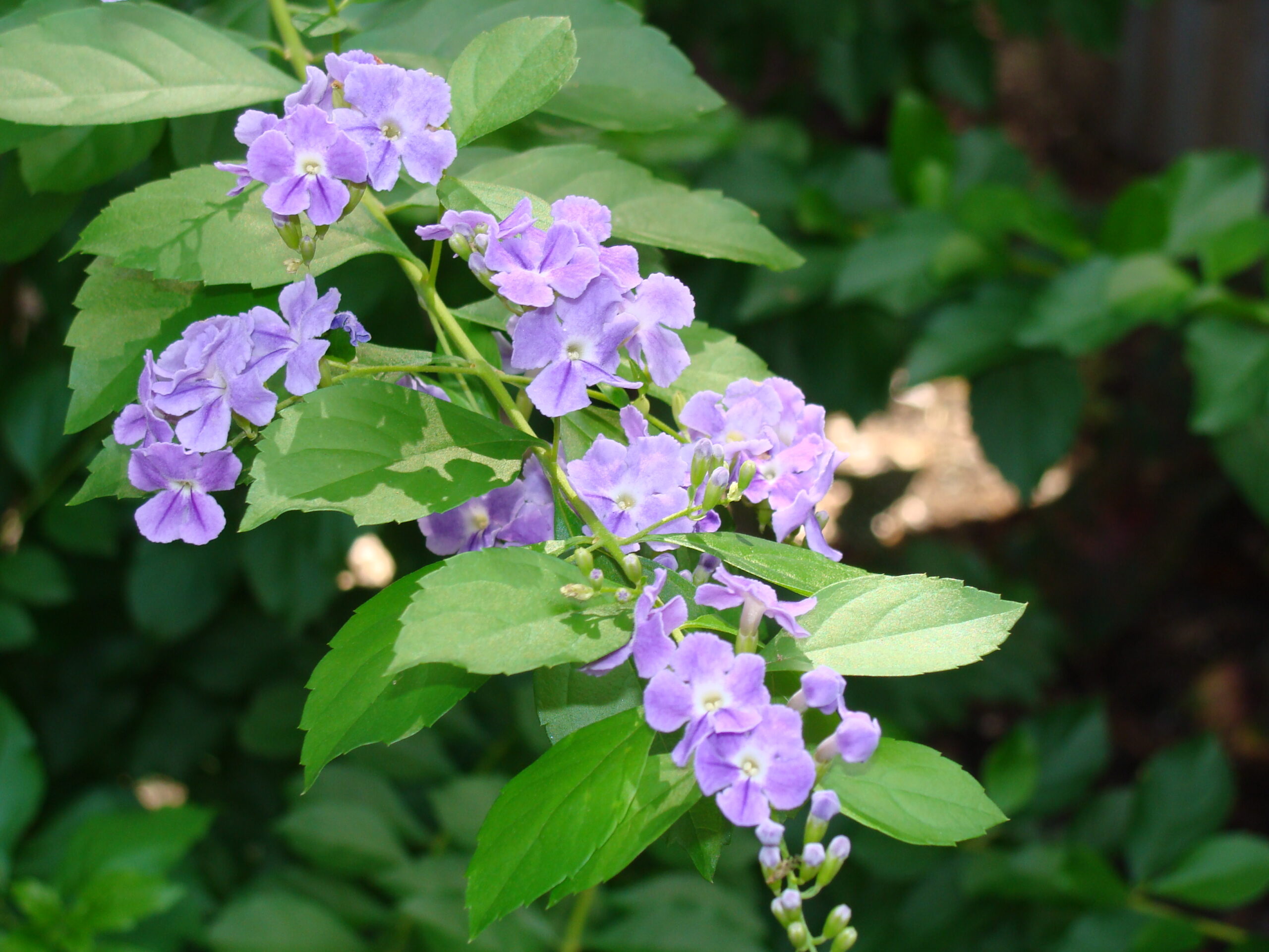 Duranta