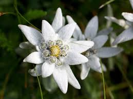 Edelweiss