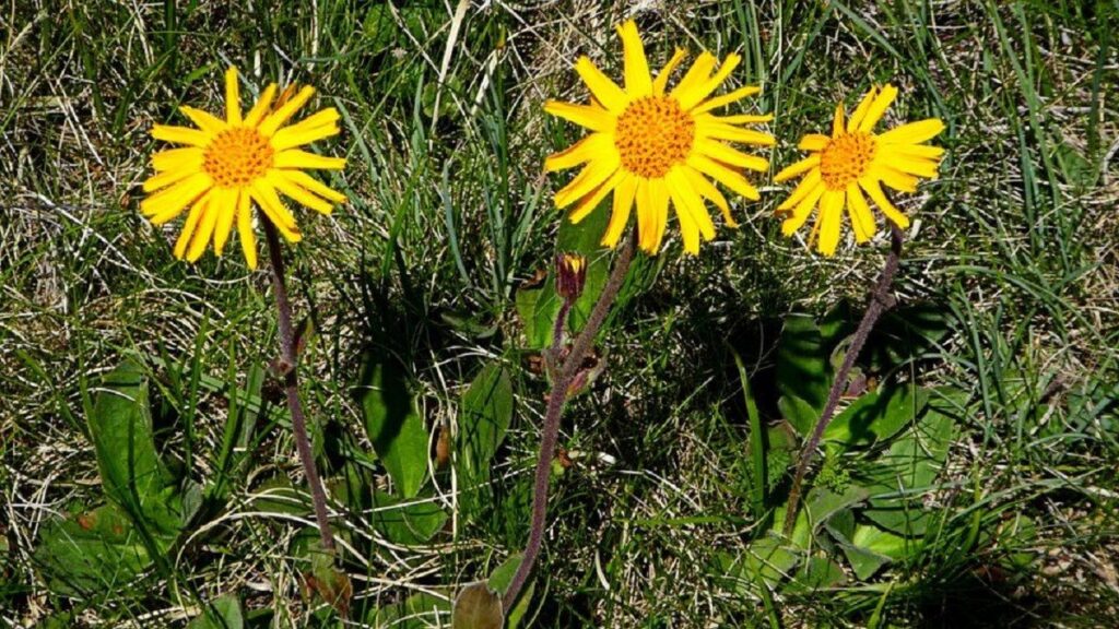 Flor de Árnica