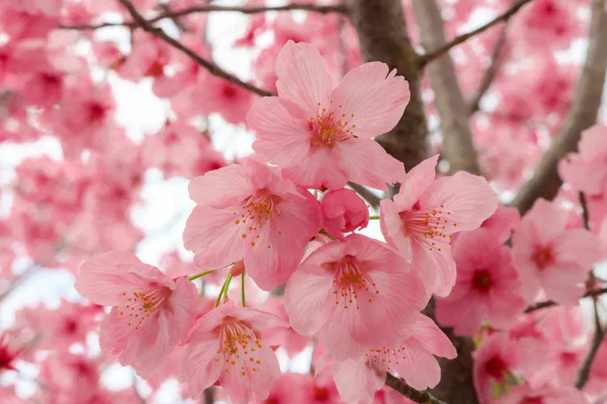 Flor de cerezo