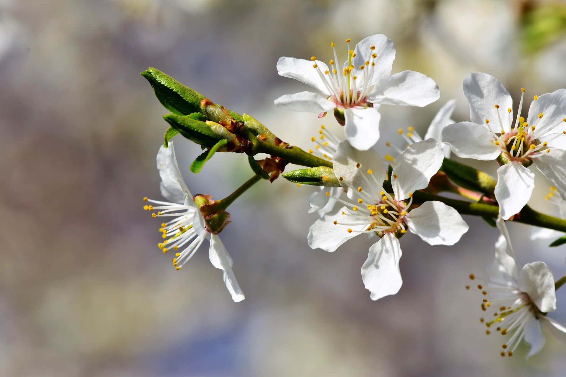 Flor de ciruelo