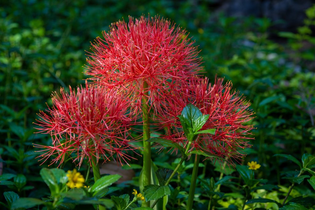 Flor de fuego