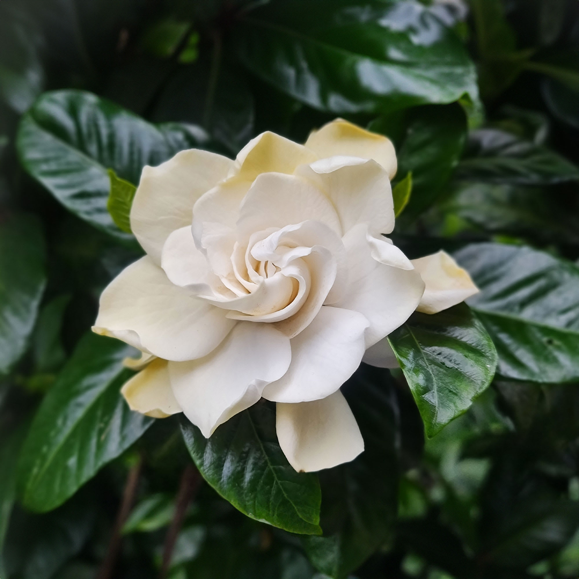 Gardenia