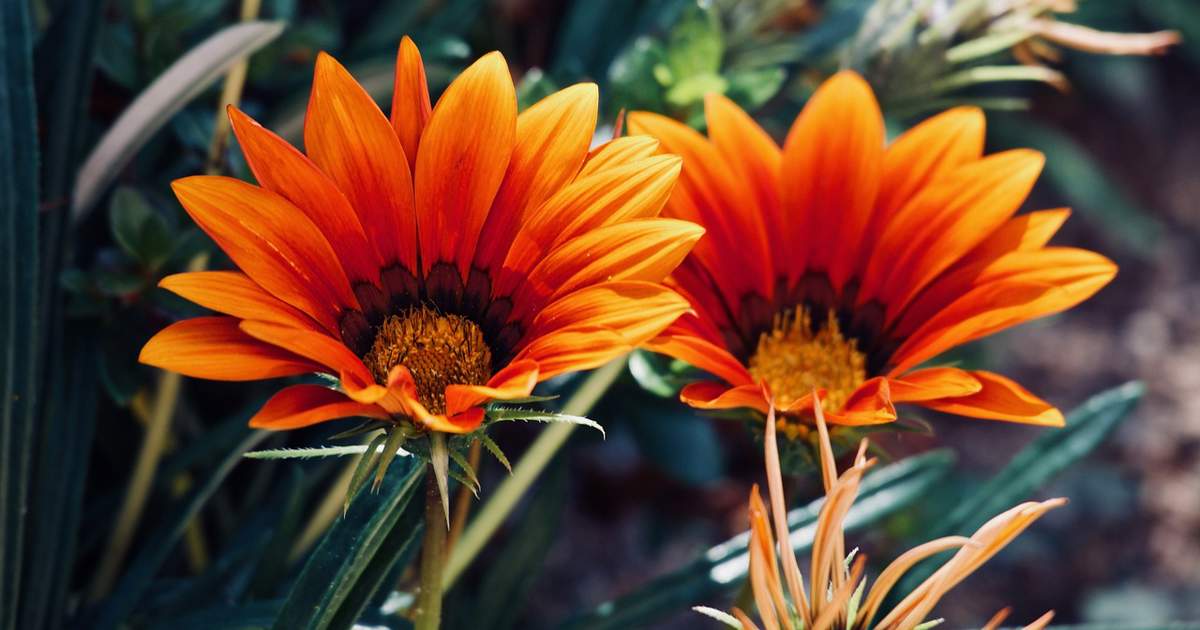 Gazania