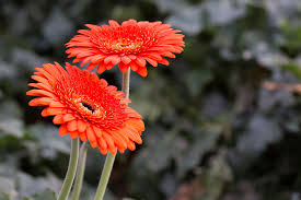 Gerbera