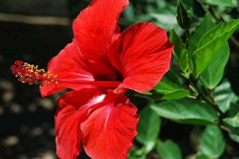 Hibiscus (Hibisco)