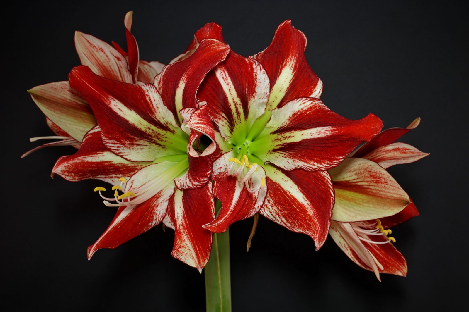 Hippeastrum