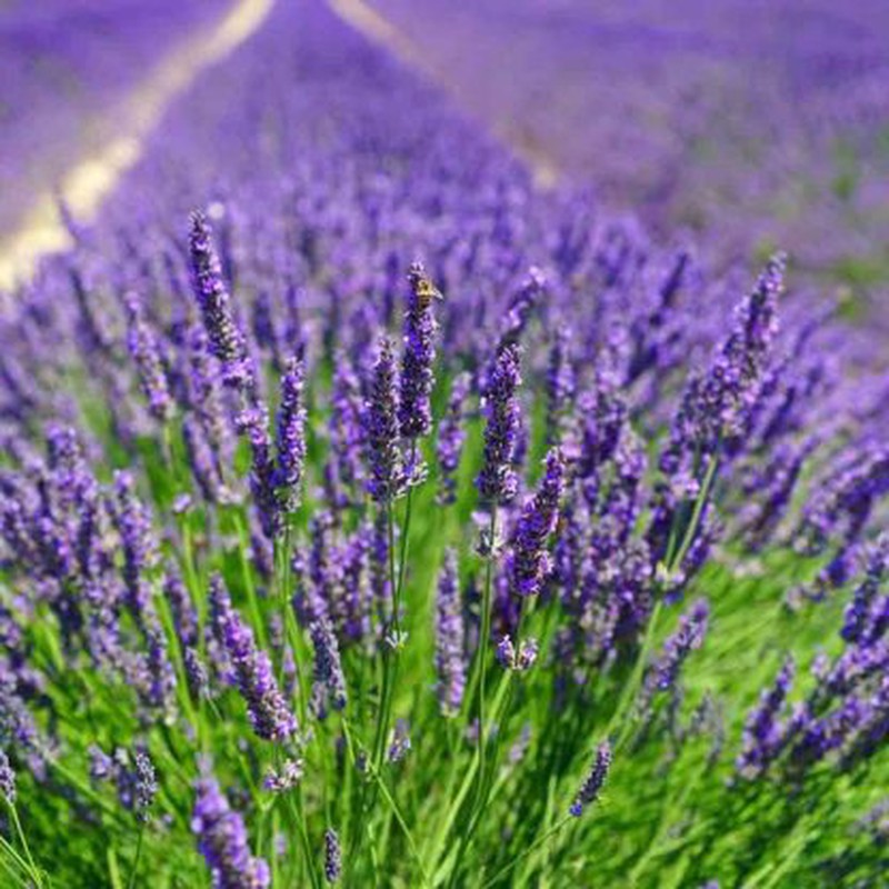 Lavender (Lavanda)