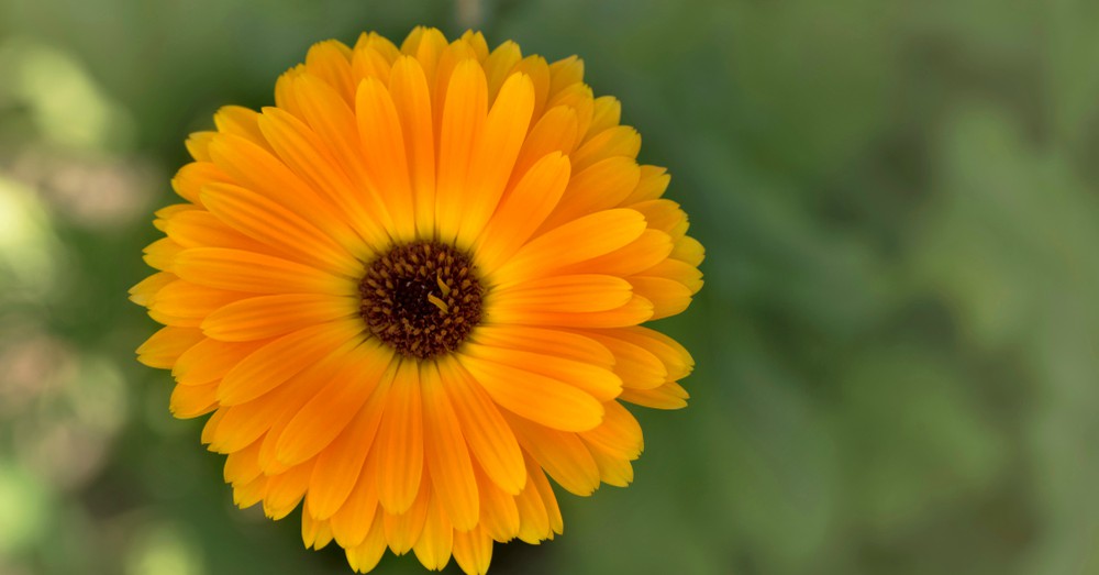 Marigold (Caléndula) flor en inglés