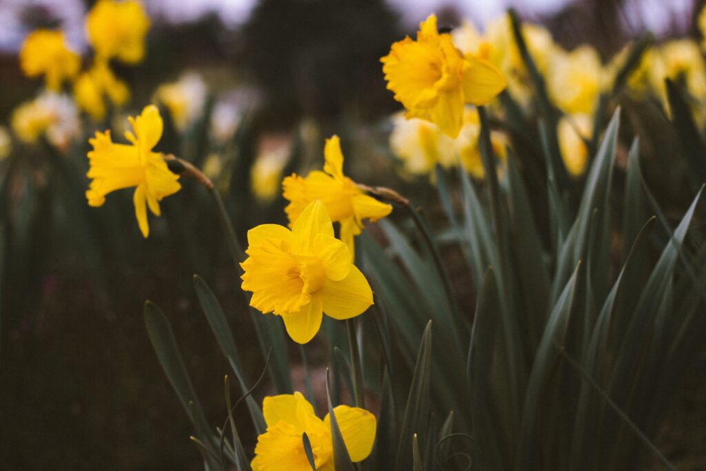 Narciso amarillo