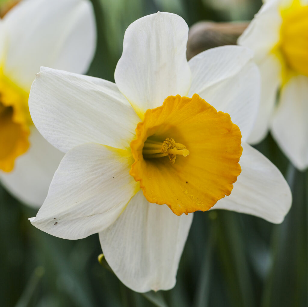 Narciso blanco