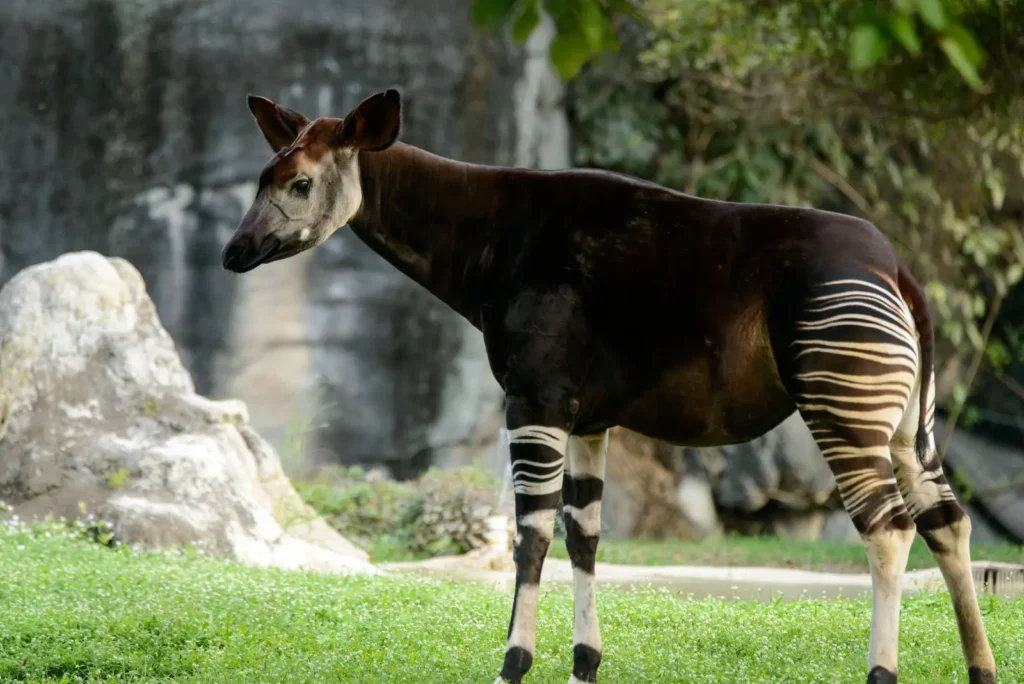 Okapi (Okapia johnstoni)