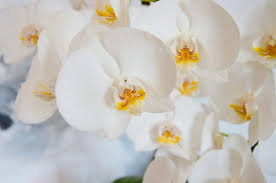 Orquídea blanca