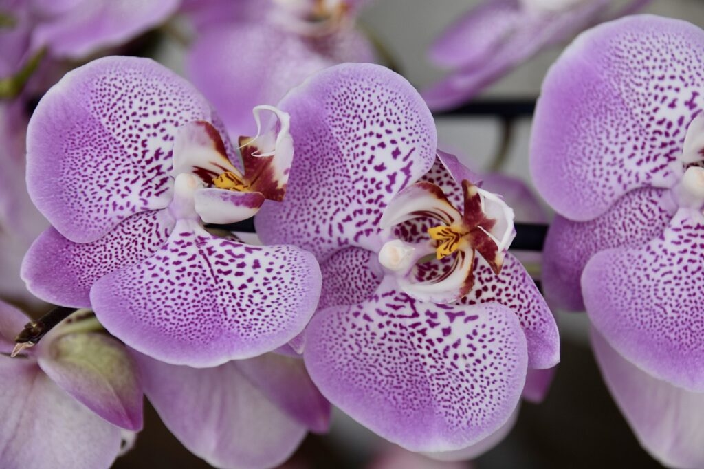 Orquídea púrpura