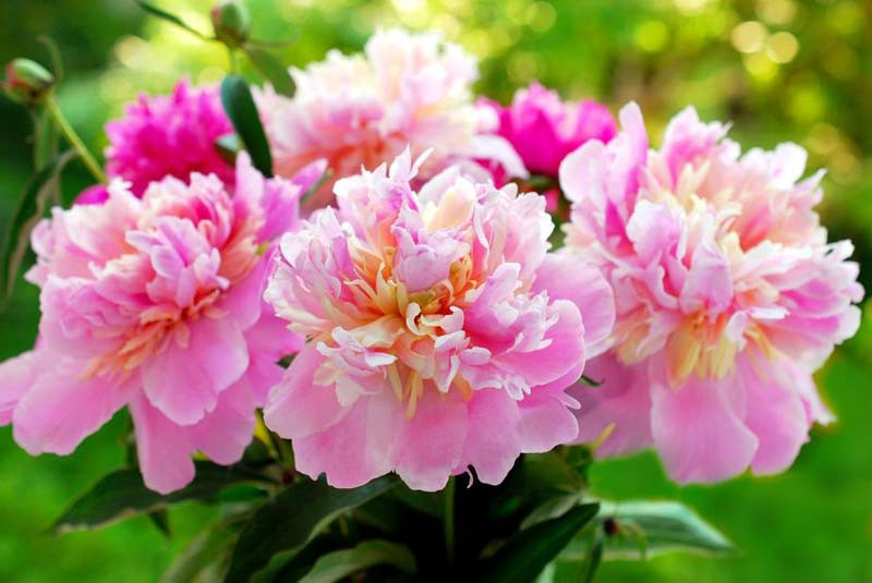 Peony (Paeonia)