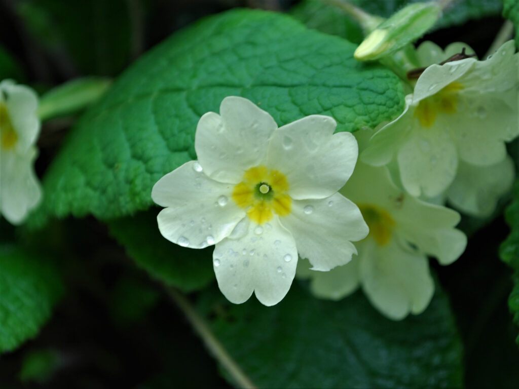 Primrose