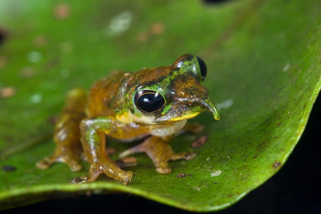 Rana Pinocho (Litoria pinocho)