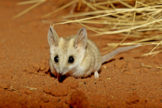 Ratón Marsupial de la Pradera (Sminthopsis crassicaudata)