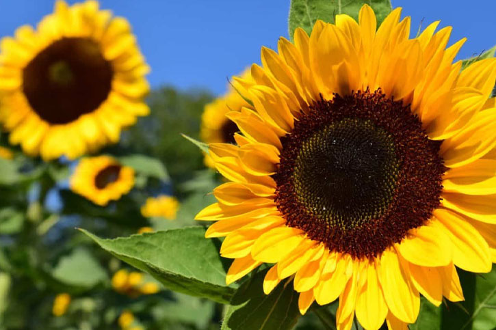 Sunflower (Girasol)