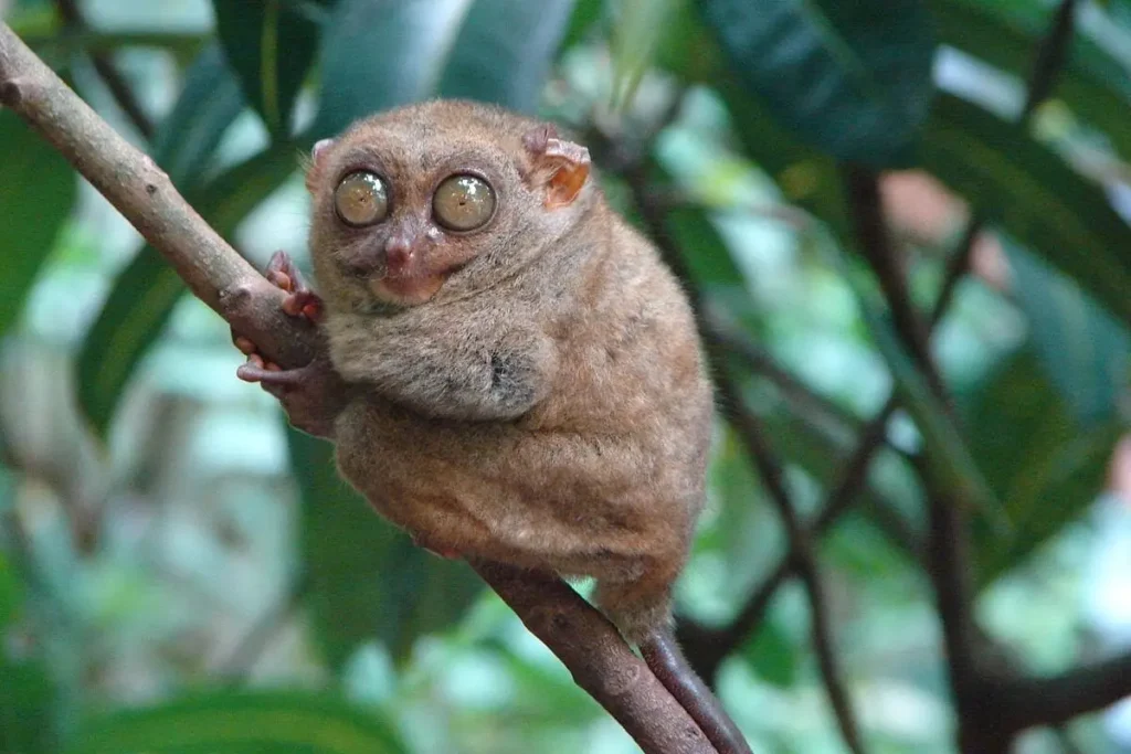 Tarsero (Tarsius syrichta)