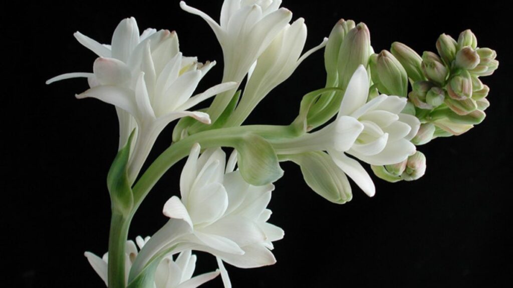 Tuberosa