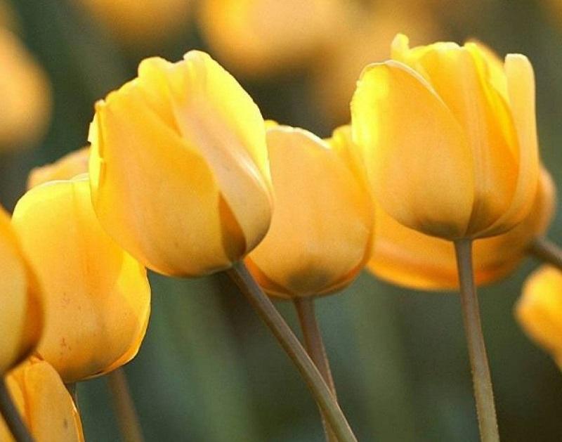 Tulipán amarillo