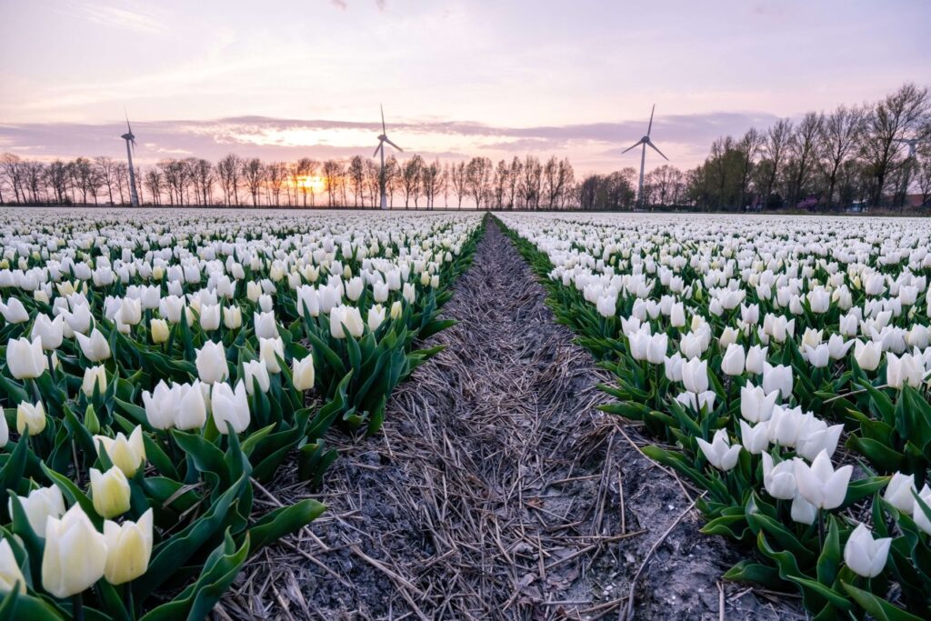 Tulipán blanco