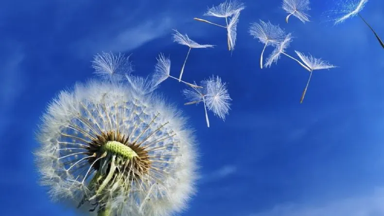 flores del viento