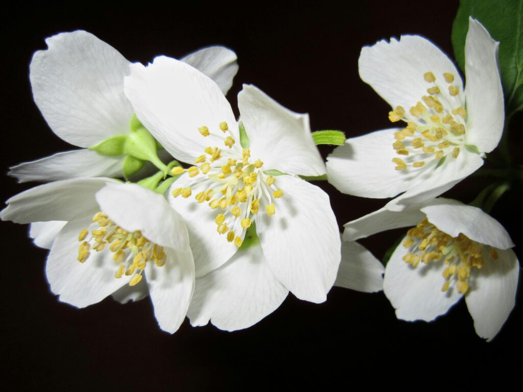 Gardenia flor blanca