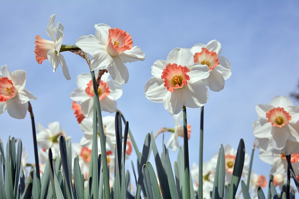 Narciso blanco