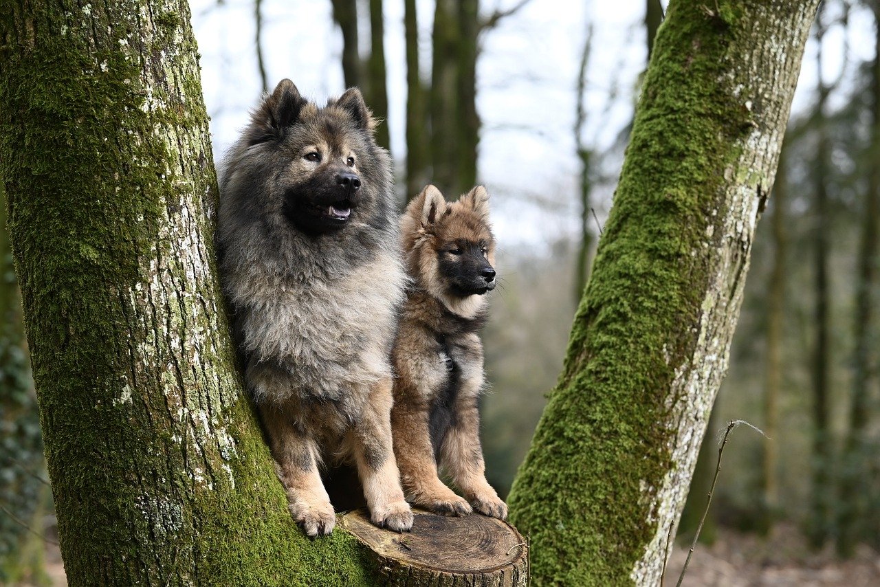 Nombres para perros machos