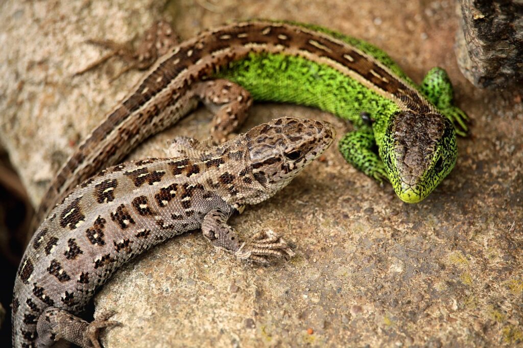 Nombres de lagarto