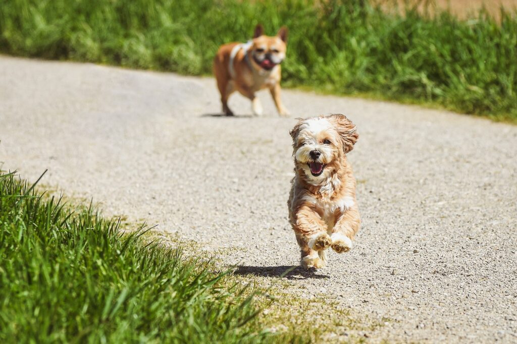 Nombres graciosos para perros