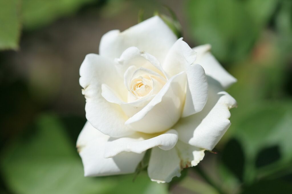 Rosa Blanca (White Rose)