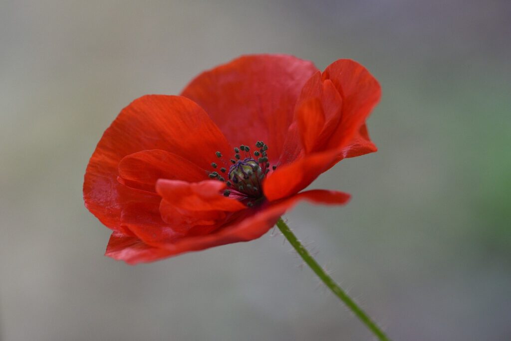 Amapola nombre de mascotas