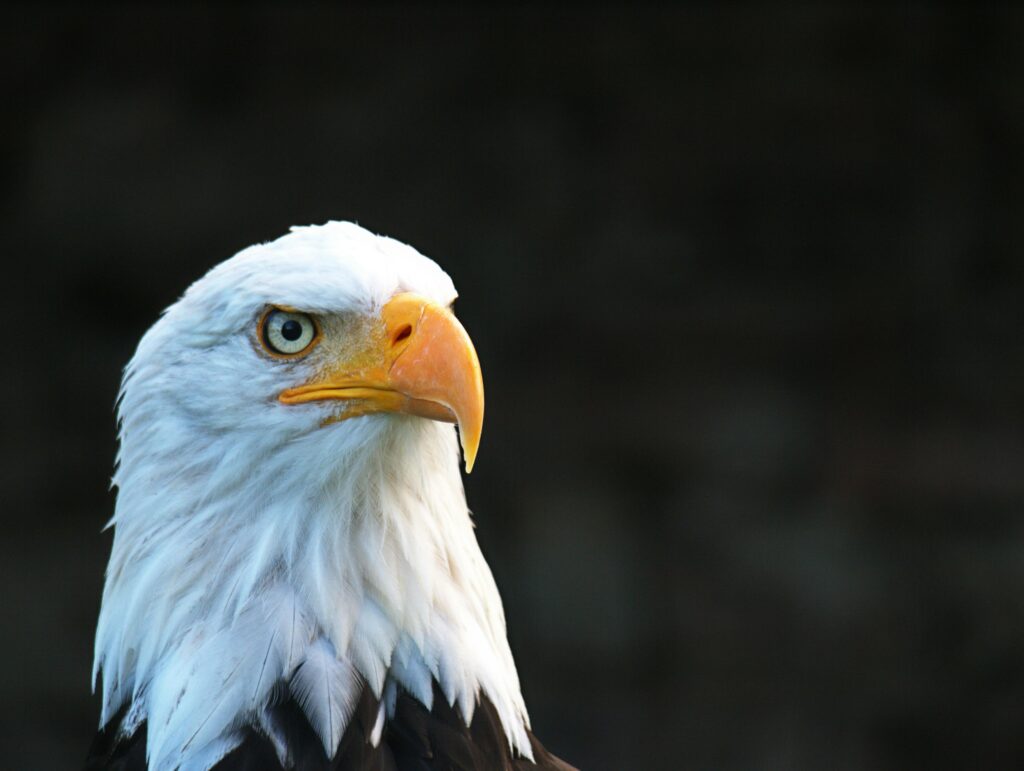 Águila