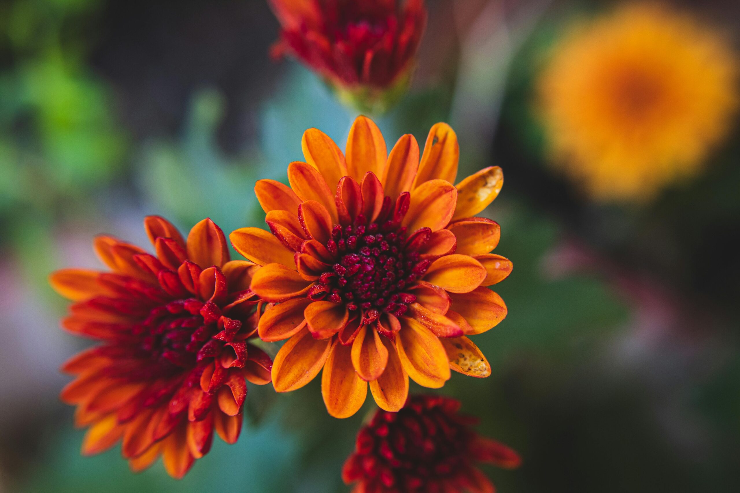 100 nombres de flores en español