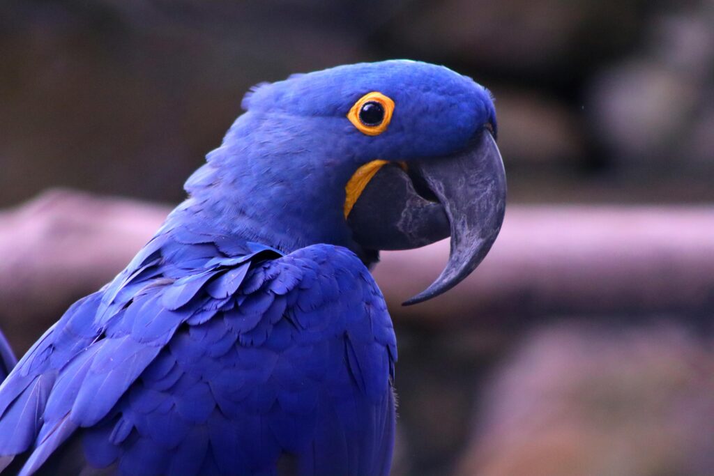 Nombres graciosos para loros