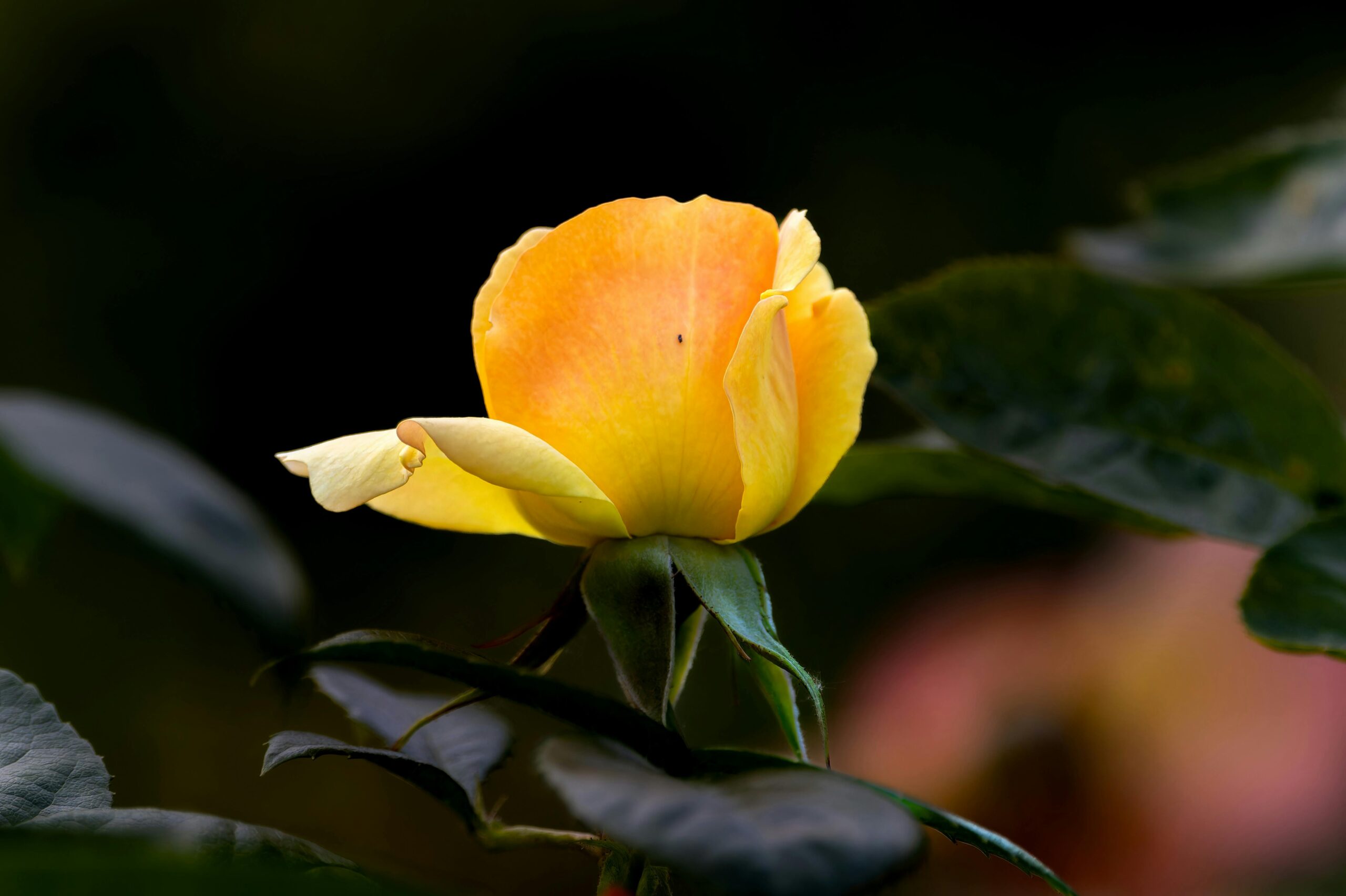 Nombres de flores amarillas