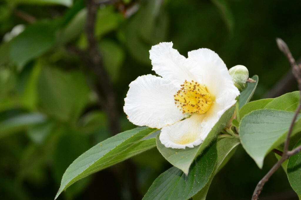 Camelia Blanca (White Camellia)