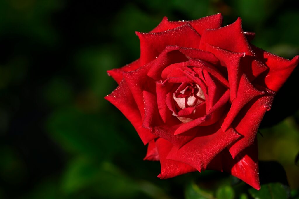 Nombre propio rosa roja